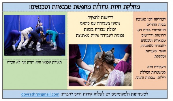 דרושים סוסים יוני 2022