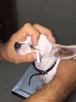 מבחן לייצור דמעות