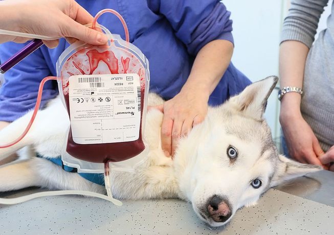 huskey