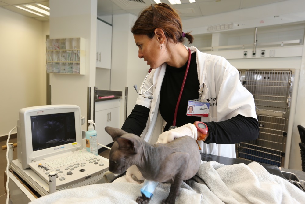 אולטרהסאונד בחתול ספינקס במחלקת חירום וטיפול נמרץ