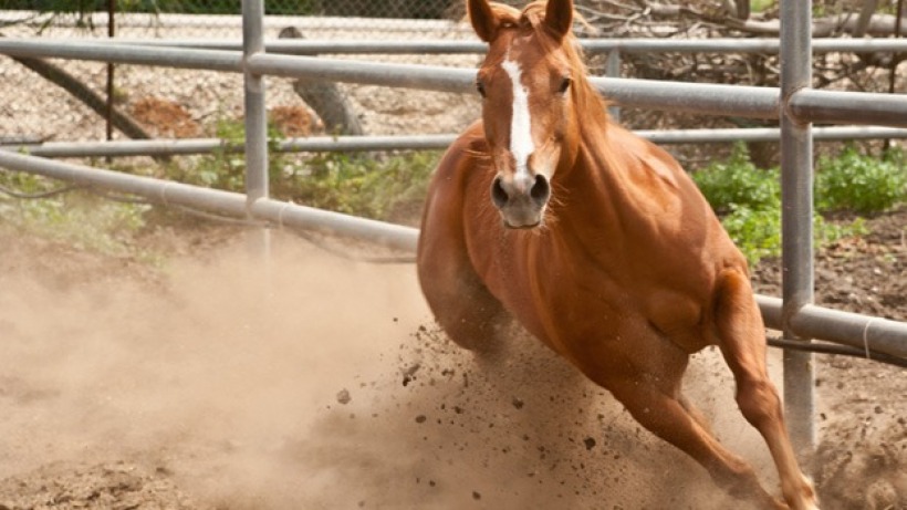 מחלקת סוסים - סוסה חומה בגדרה