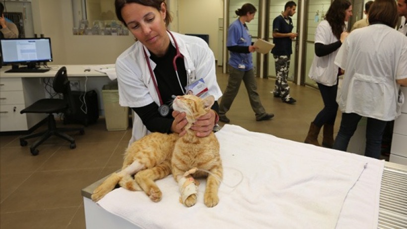 קבלת מקרה של חתול במחלקת חירום וטיפול נמרץ ע"י ד"ר אפרת קלמר