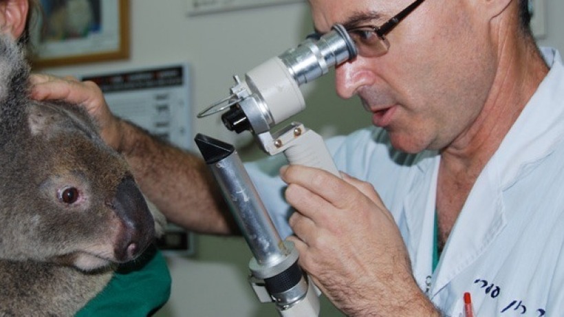 המחלקה לרפואת עיניים - פרופ' רון עופרי, מנהל מחלקת עיניים עורך בדיקת עיניים לקואלה