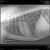 צילום רנטגן של חדירת גוף זר (שיפוד) לכלב